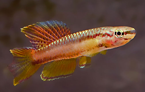 Foto: F. Ingemann Hansen