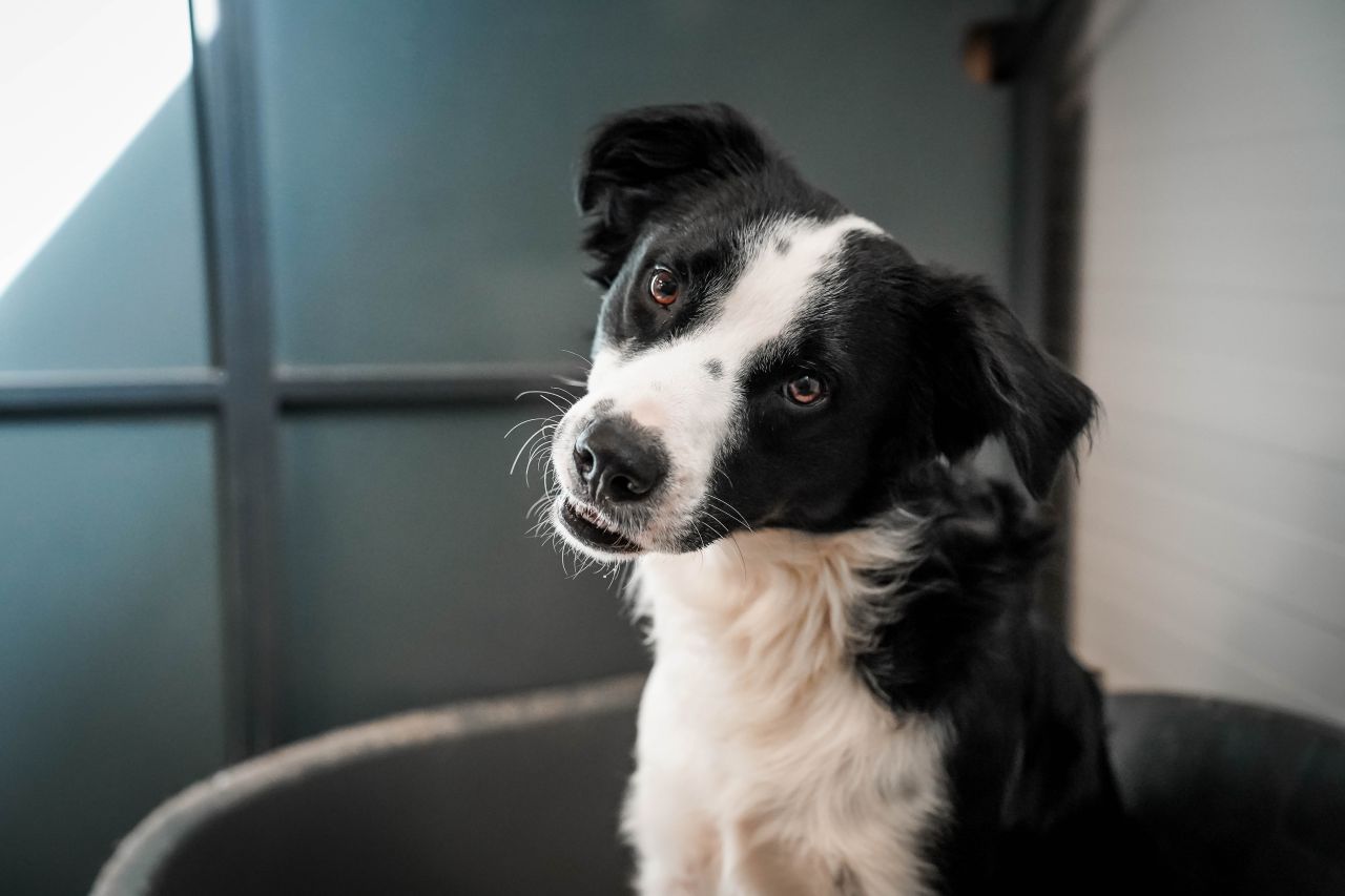 Hvalp sidder med hoved på skrå og kigger glad