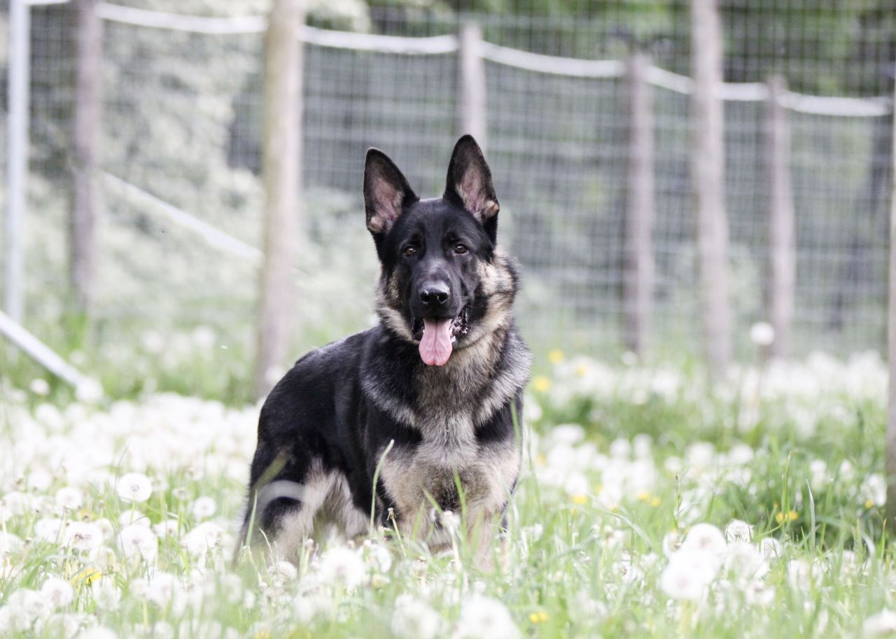 schæfer sidder i græseng