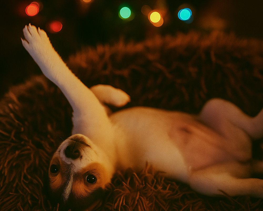 Hund på dyreinternat i julelys