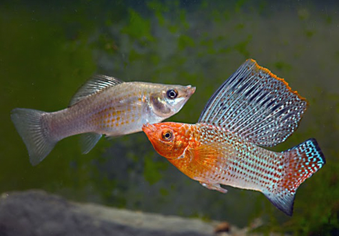 Foto: F. Ingemann Hansen