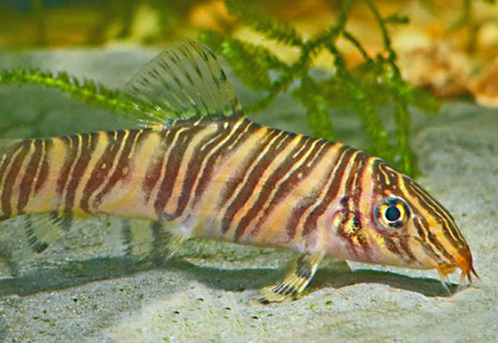 Foto: F. Ingemann Hansen