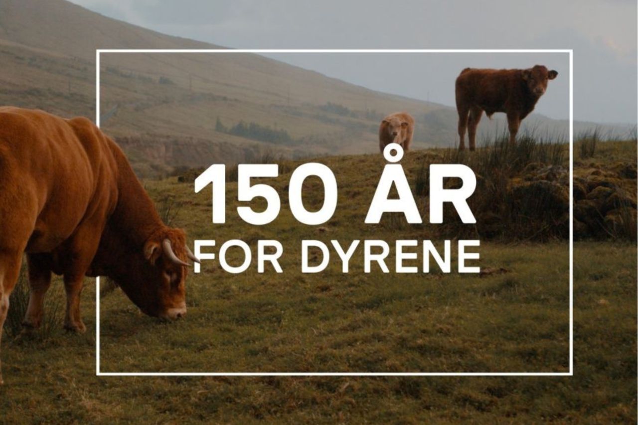 Køer på græs med 150-års logo foran