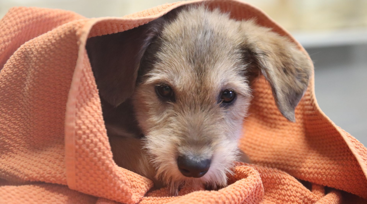 Hvalp kigger i kamera