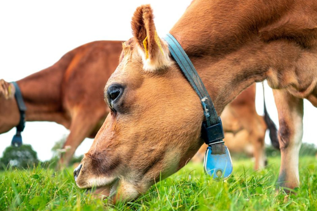 En ko spiser græs sammen med sin flok