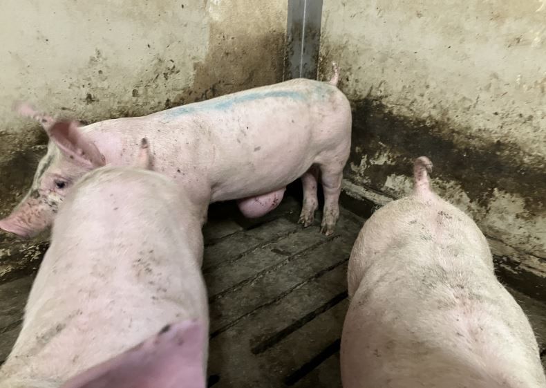 Industri-gris med brok