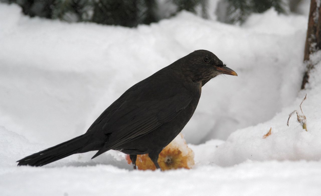 Solsorten pikker i nedfaldsæble på en snedækket have