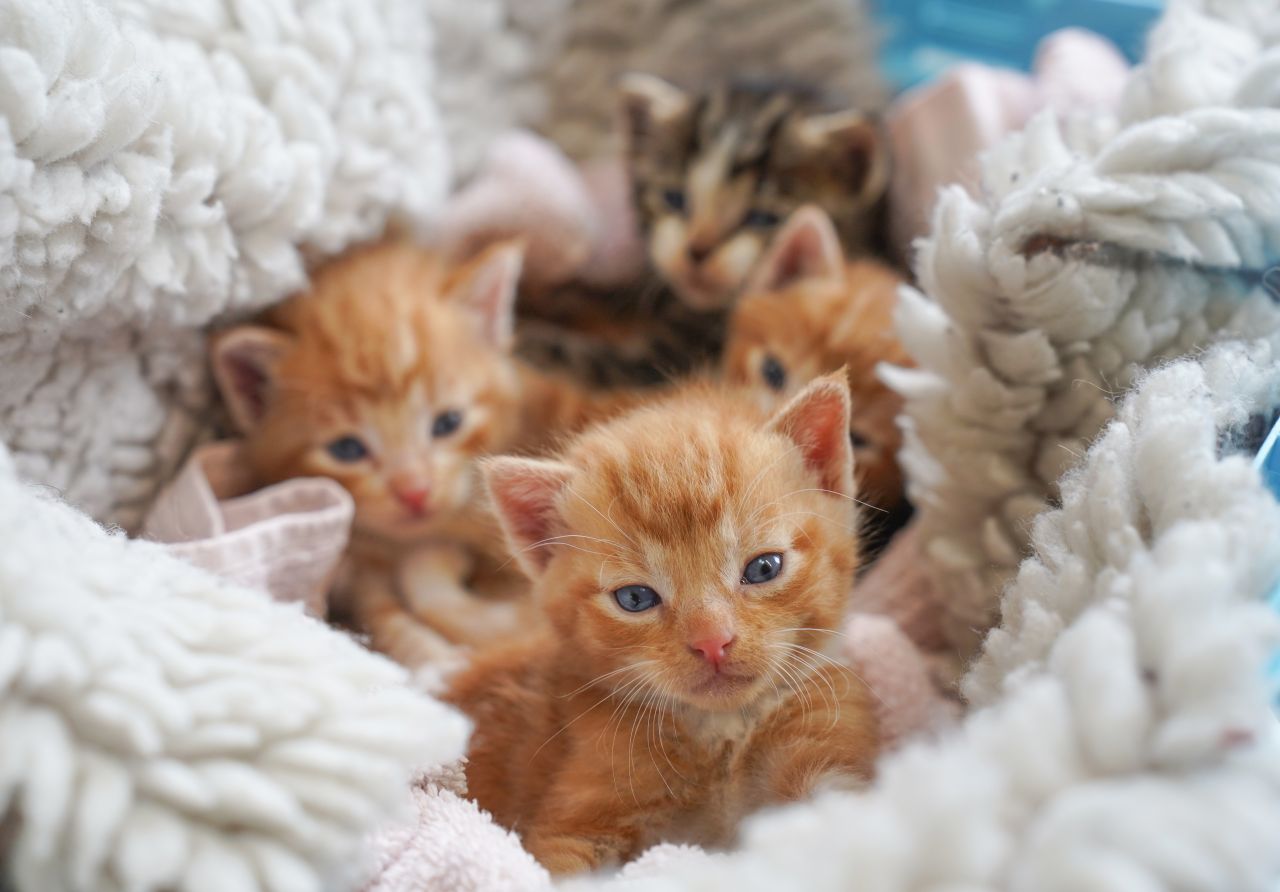 Fire helt små killinger ligger og putter sig i tæppe