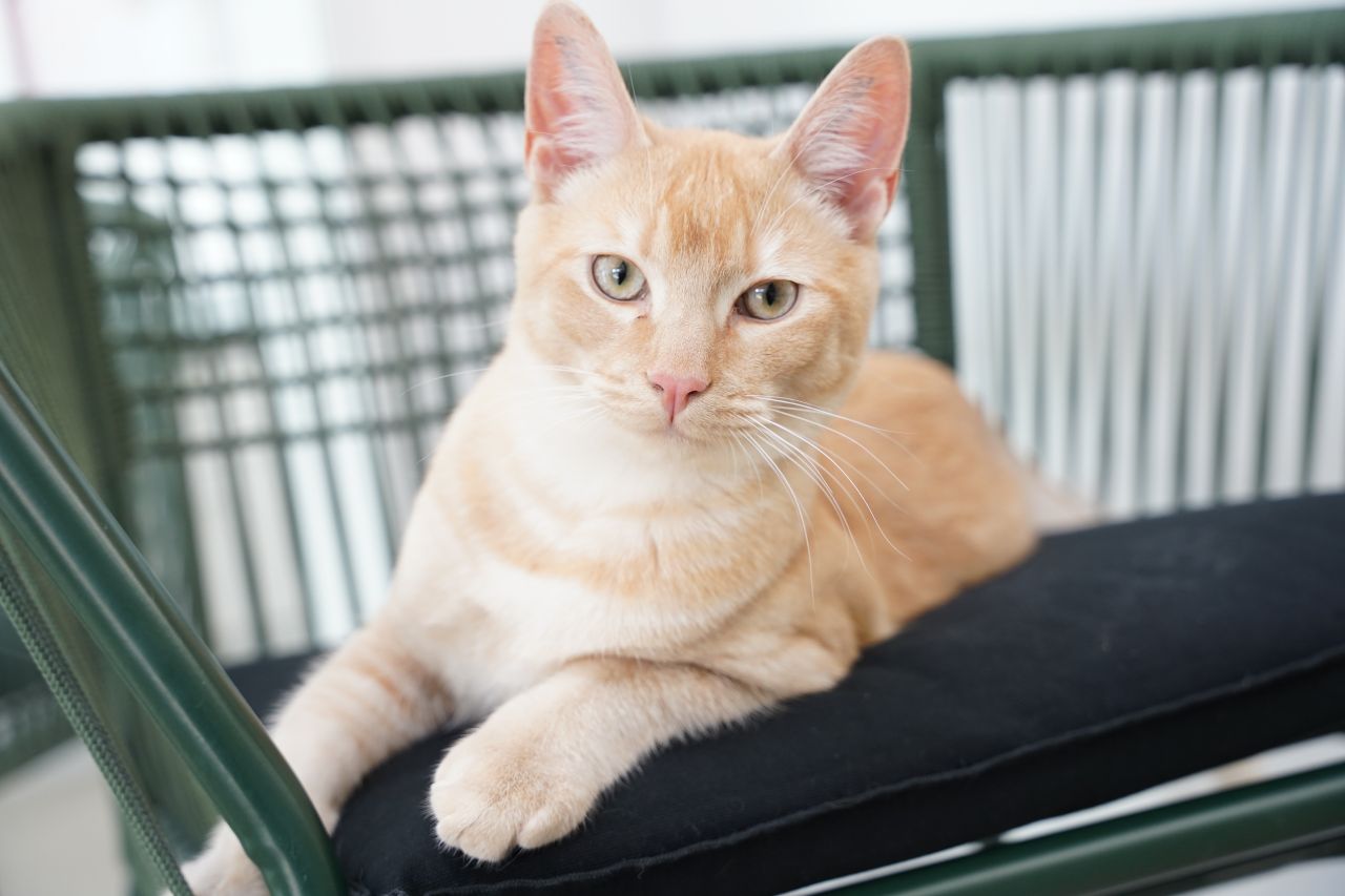 kat slapper af i pension