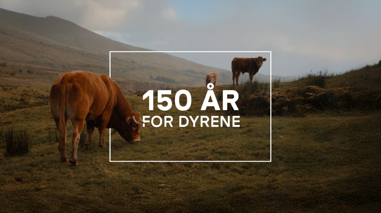 Køer på græs med 150-års logo foran