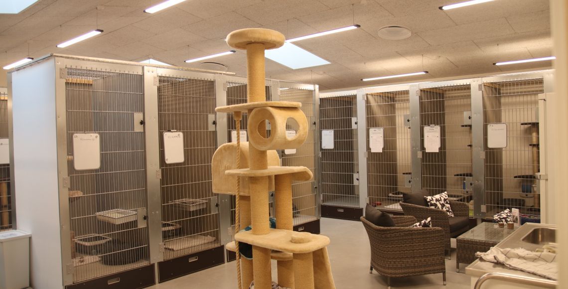 Dyrenes Beskyttelses Århus kattepension indendørs