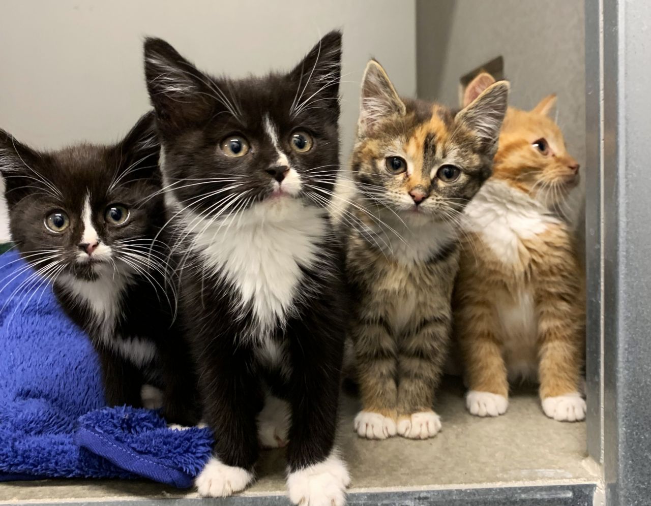 Fire killinger sidder i en åben boks på internatet og kigger ud. To sorte med hvide detaljer, en trefarvet og en orange. 