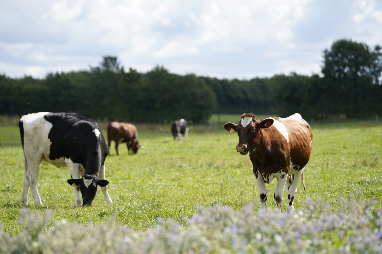 To køer står på græsmark i solskin