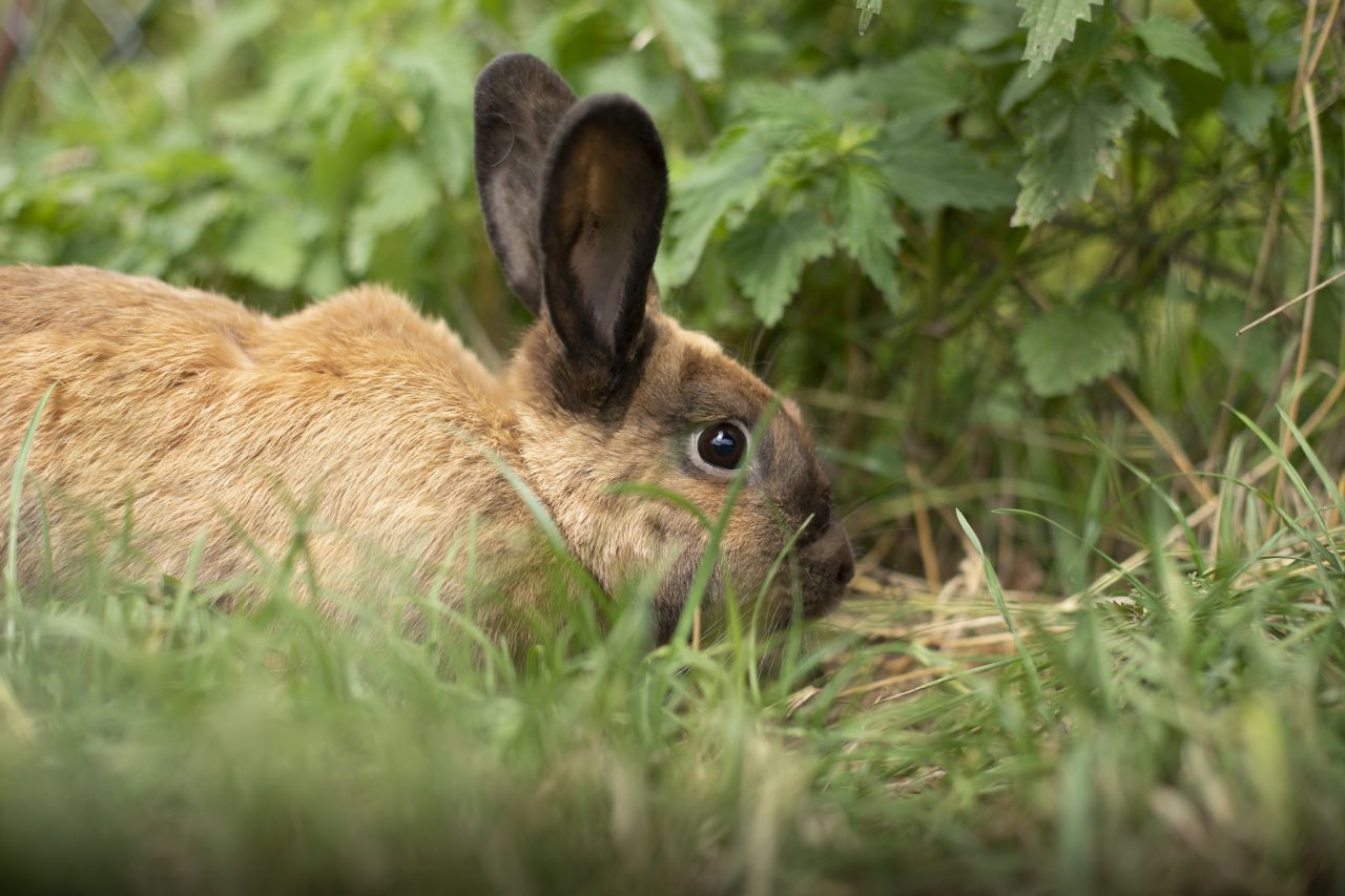 Kanin sidder i have i højt græs
