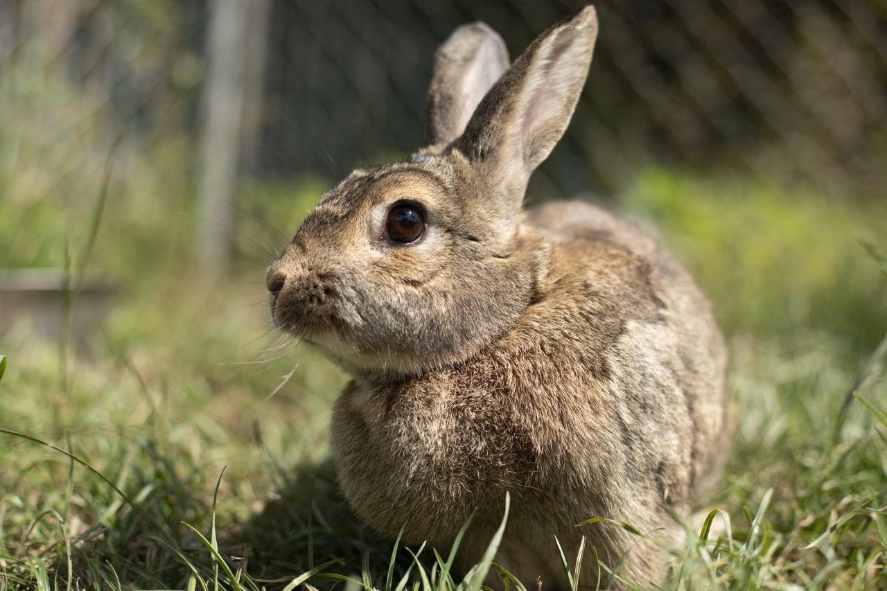 Kanin sidder på græsplæne