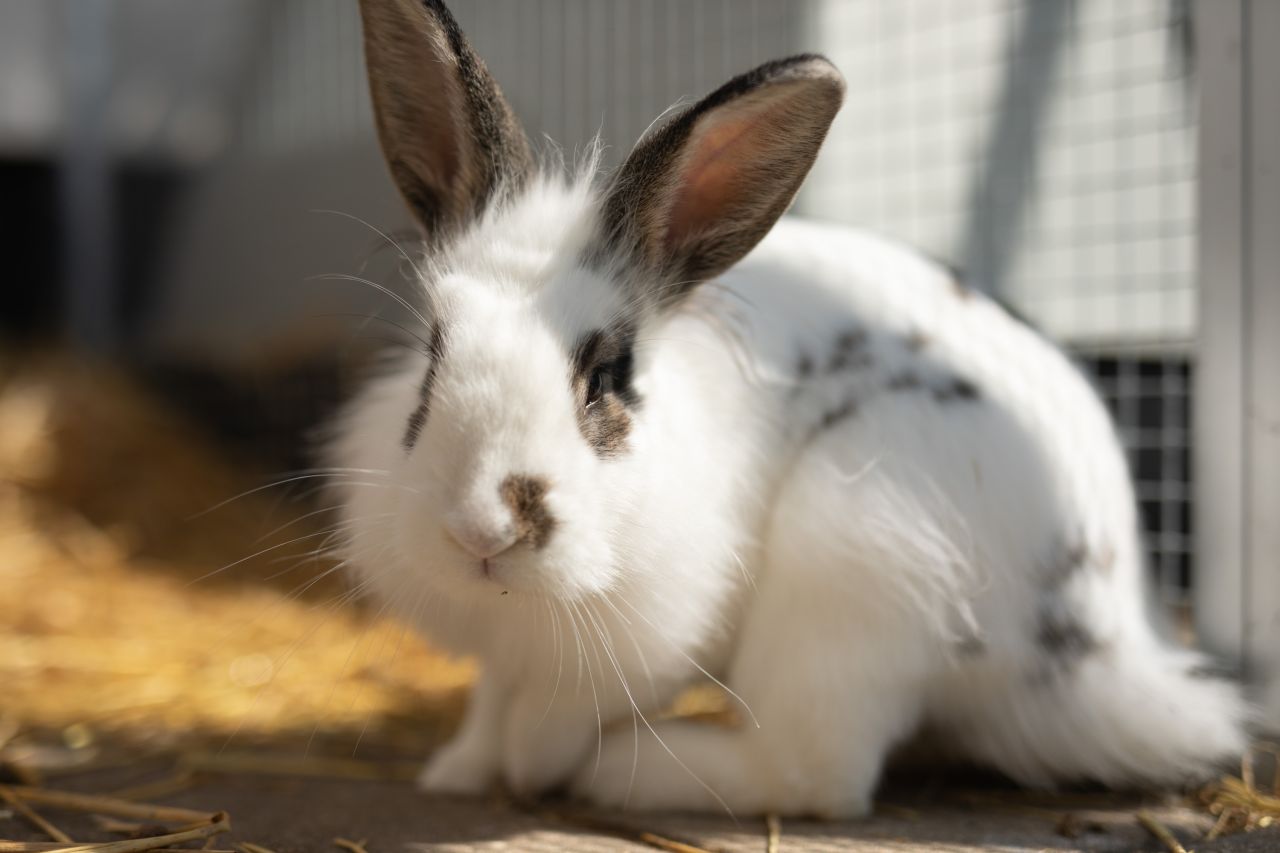 Hvid kanin med sorte pletter sidder på gulv