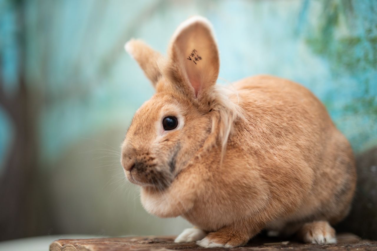 kanin ved turkis væg