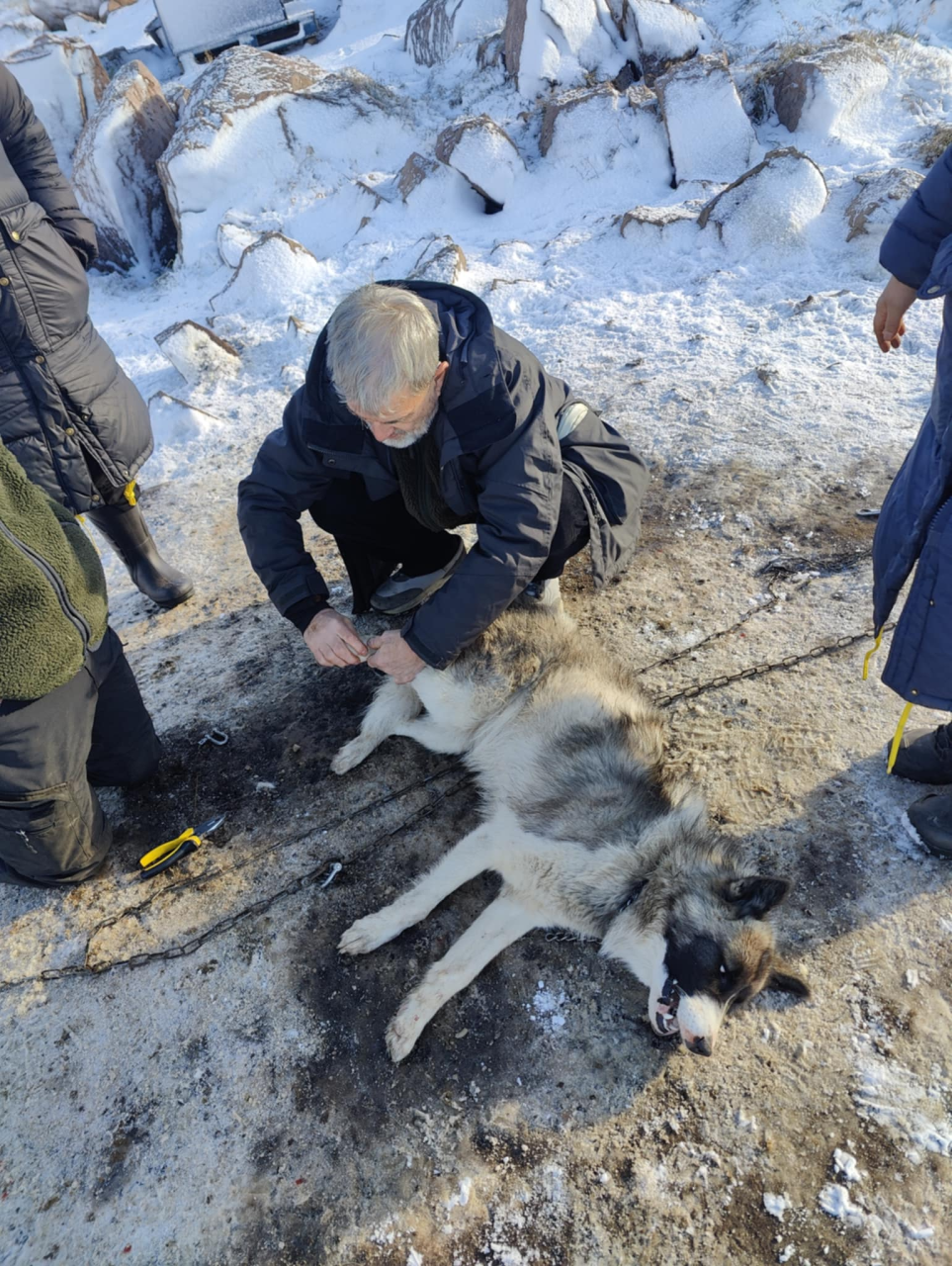 slædehund får hjælp