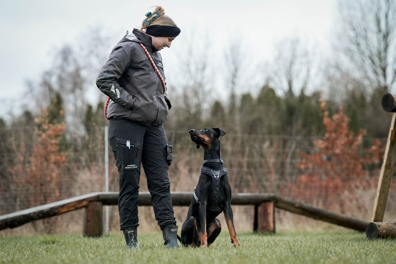 hund i parken på internatet