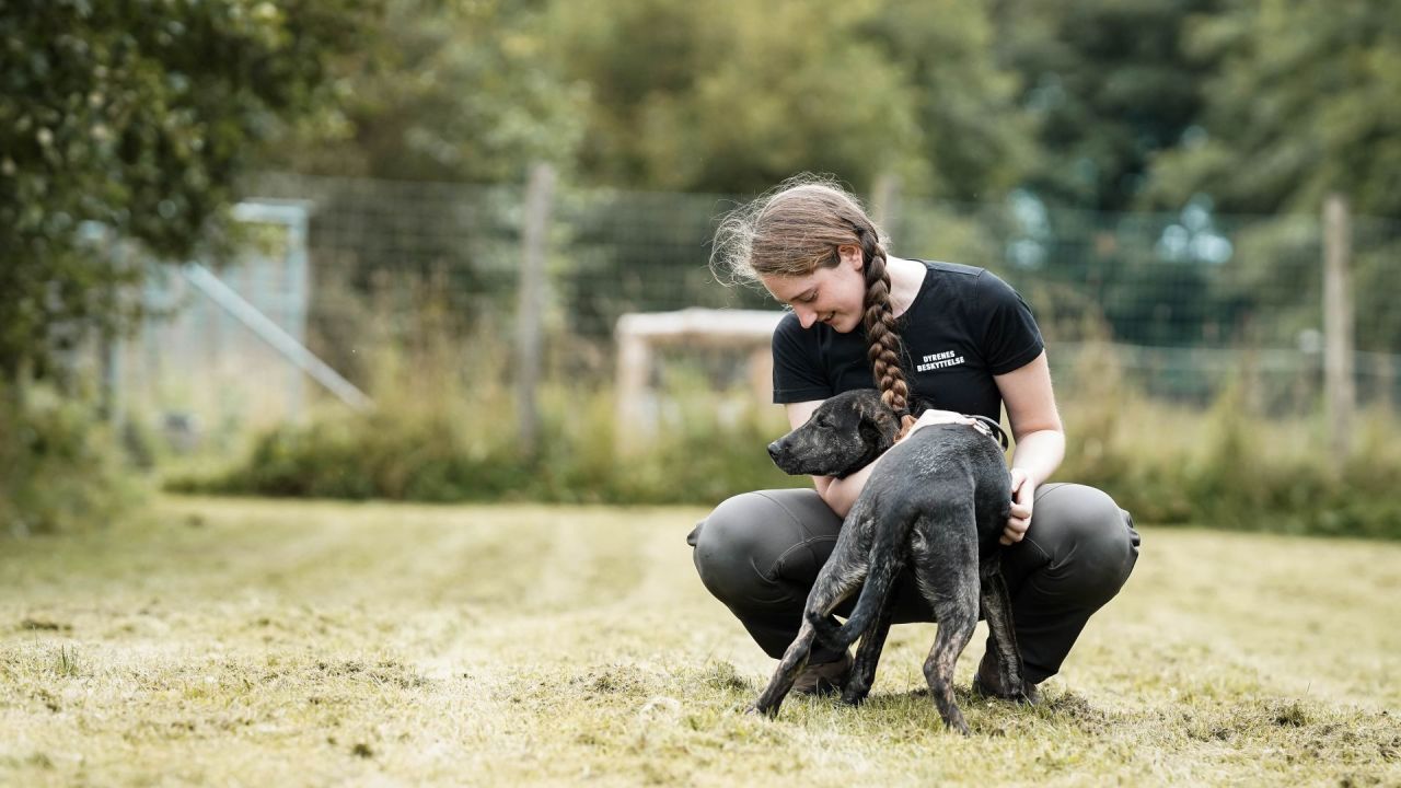 Hund står på græsplæne med hundetræner