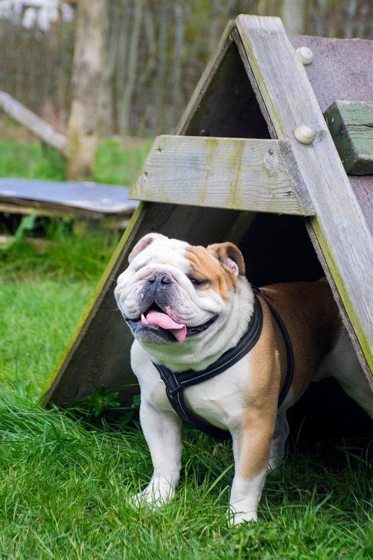 Hund i udendørs hus