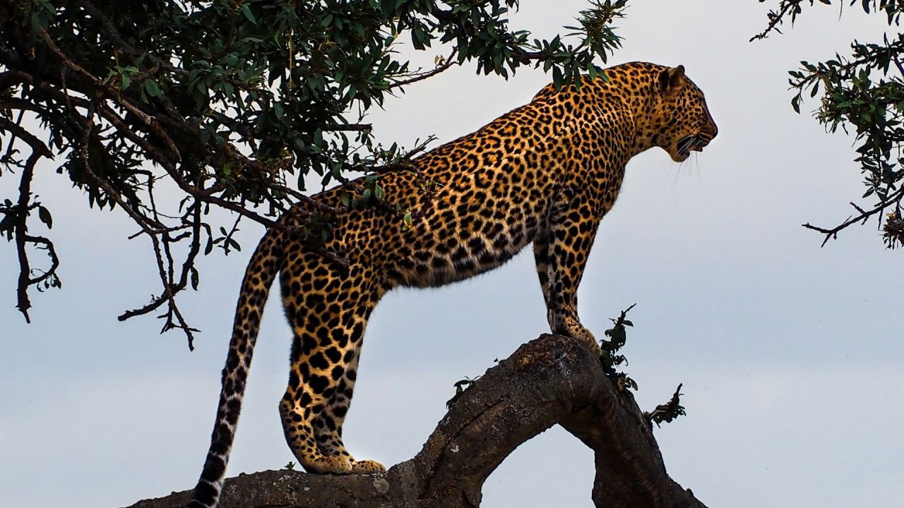 Jaguar skuer ud over regnskoven