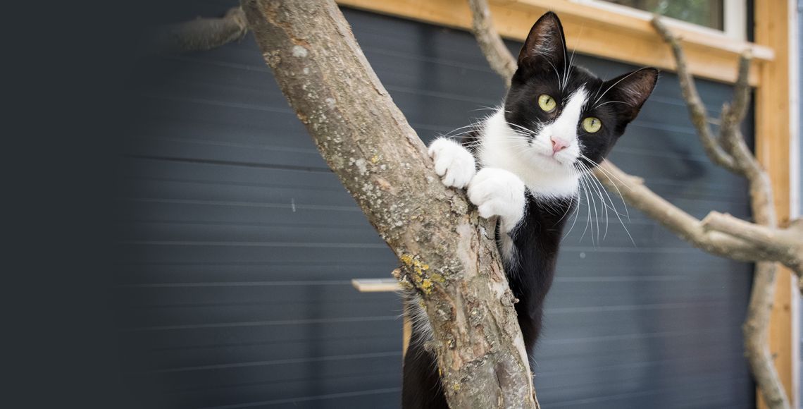 Kat i træ stirrer ind i kameraet