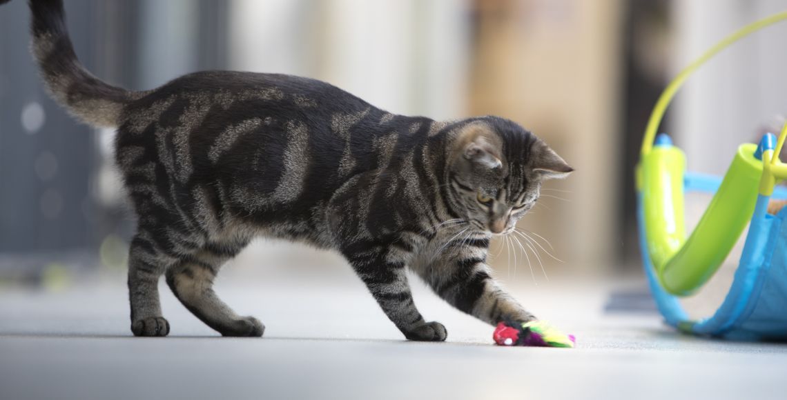 Kat leger med legetøj på gulv