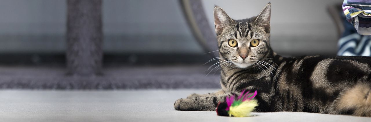 Voksen kat ligger på gulv og kigger i kameraet