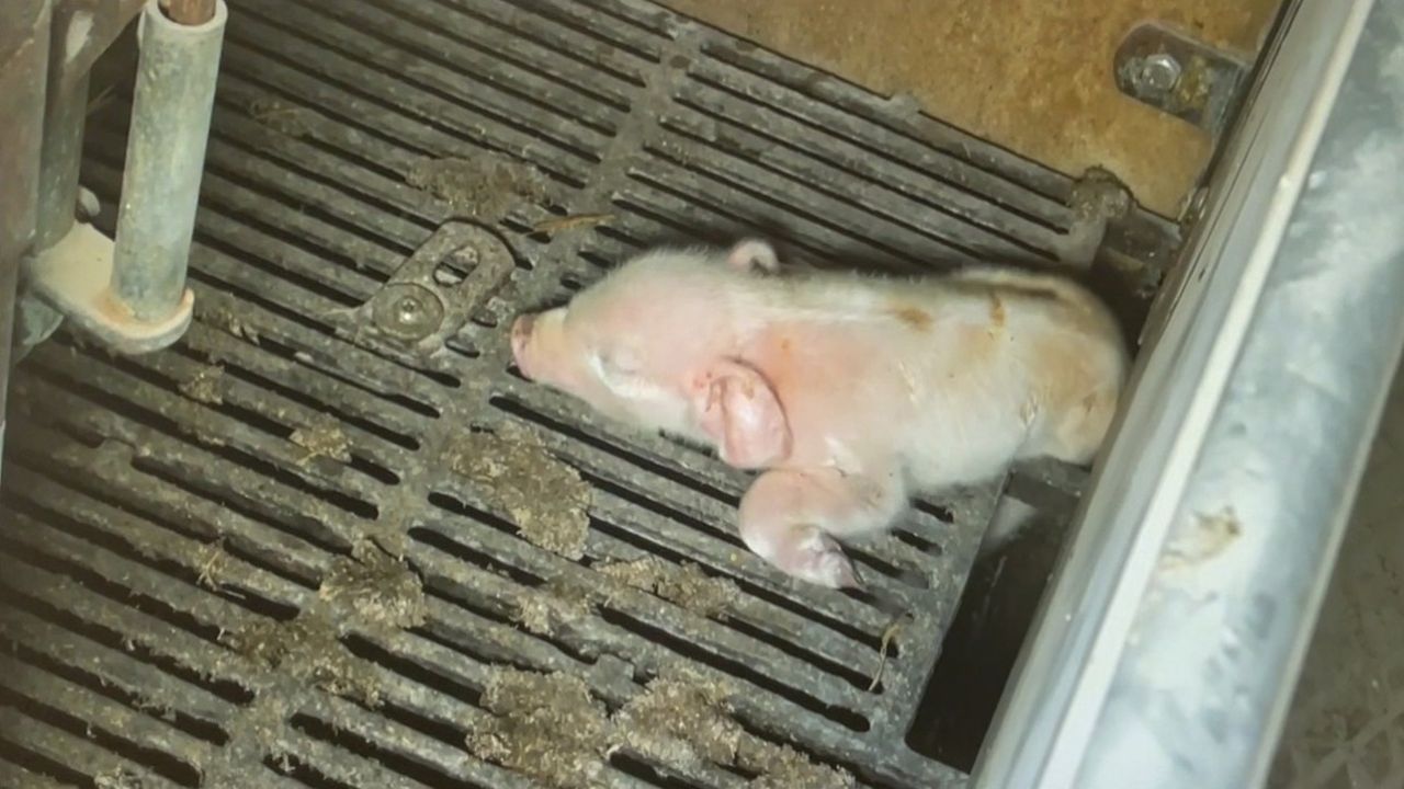 Nyfødt pattegris sidder fast med bagben/hofte i gulvet