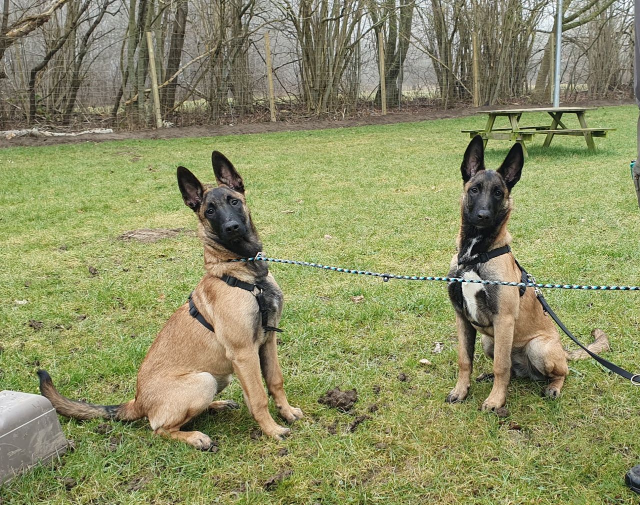 Zara og Zoey på internatet