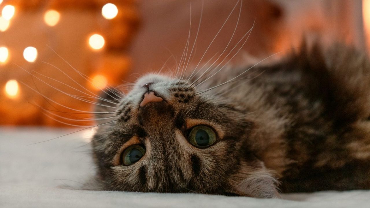 Kat ligger på ryggen og kigger ind i kameraet. Julelys i baggrunden.