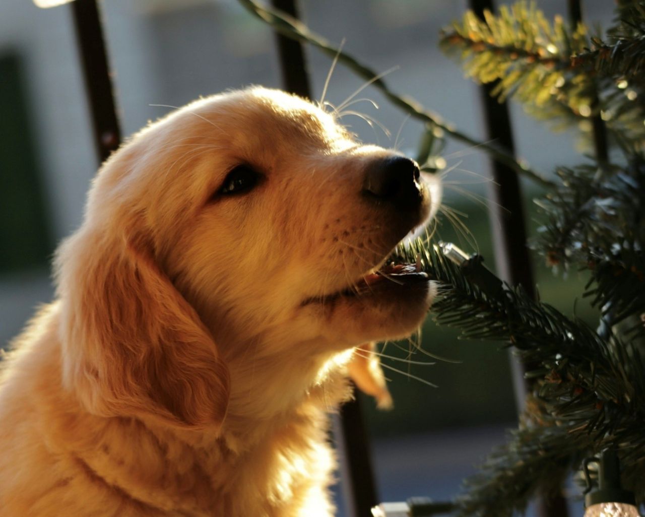 Hvalp bider i lyskæde