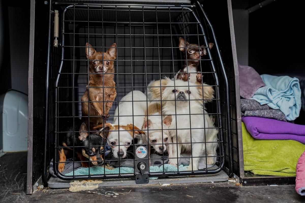 En masse hunde i bur fra dyreværnssag.