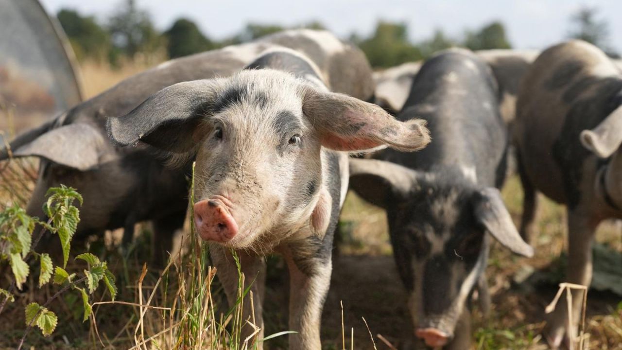 Grise på friland