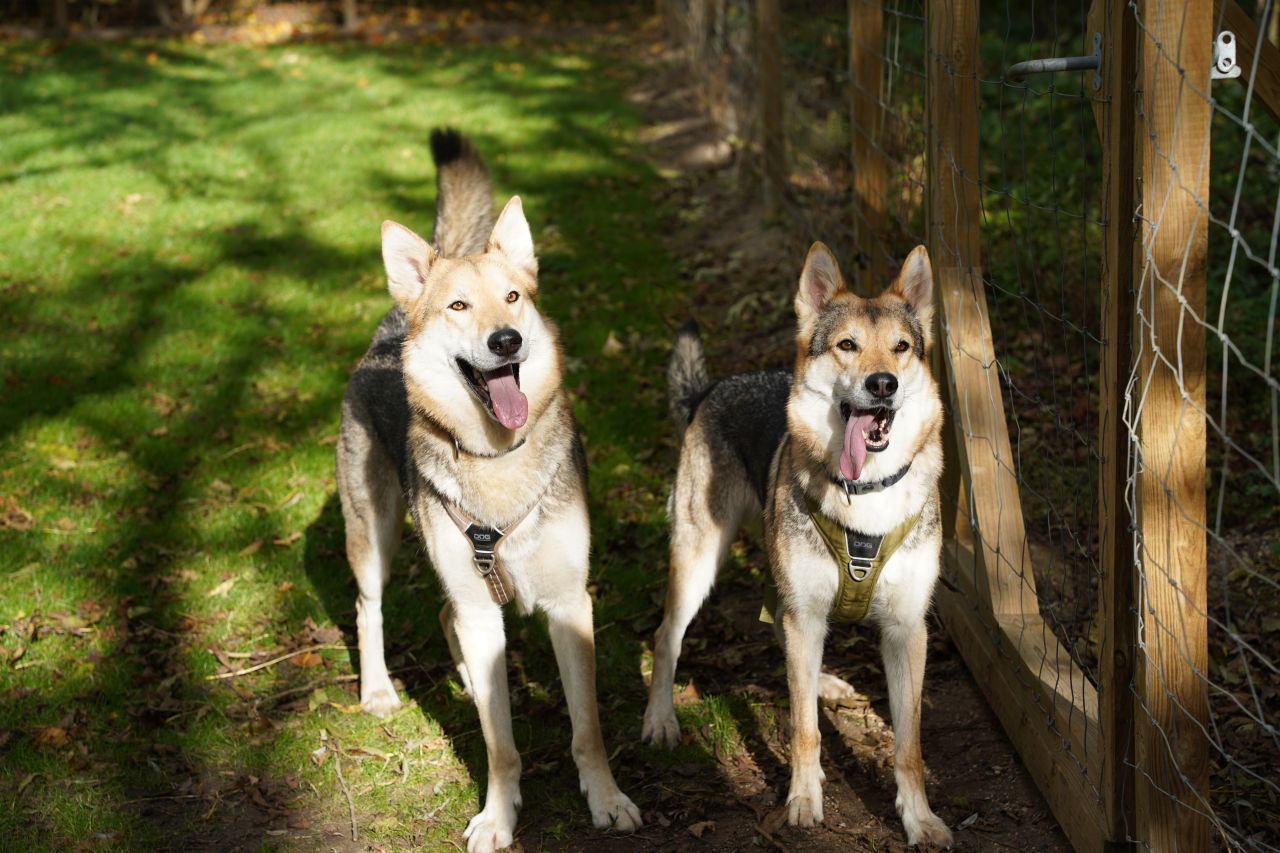 To ulvehunde står i skyggen ved siden af et hegn. De smiler og har tungen ude.