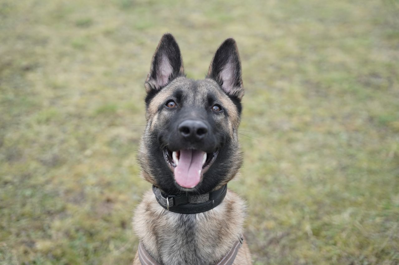 Titos med tungen ude