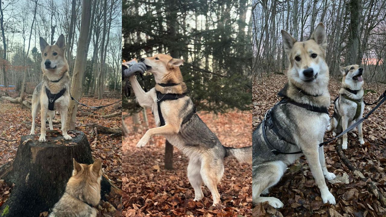 Tre billeder sat i collage. Hundene Zeus og Daisy er i skoven.