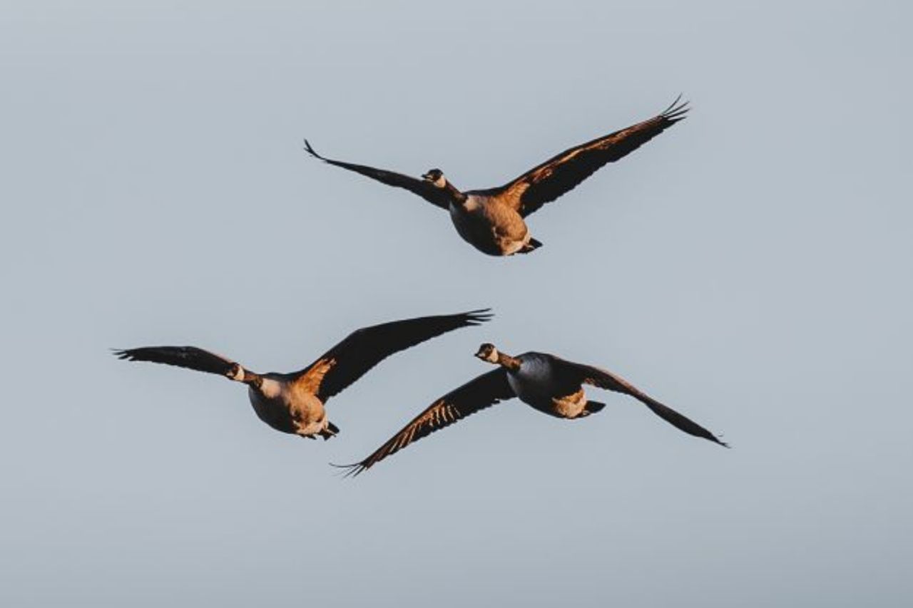 Tre store fugle flyver i luften