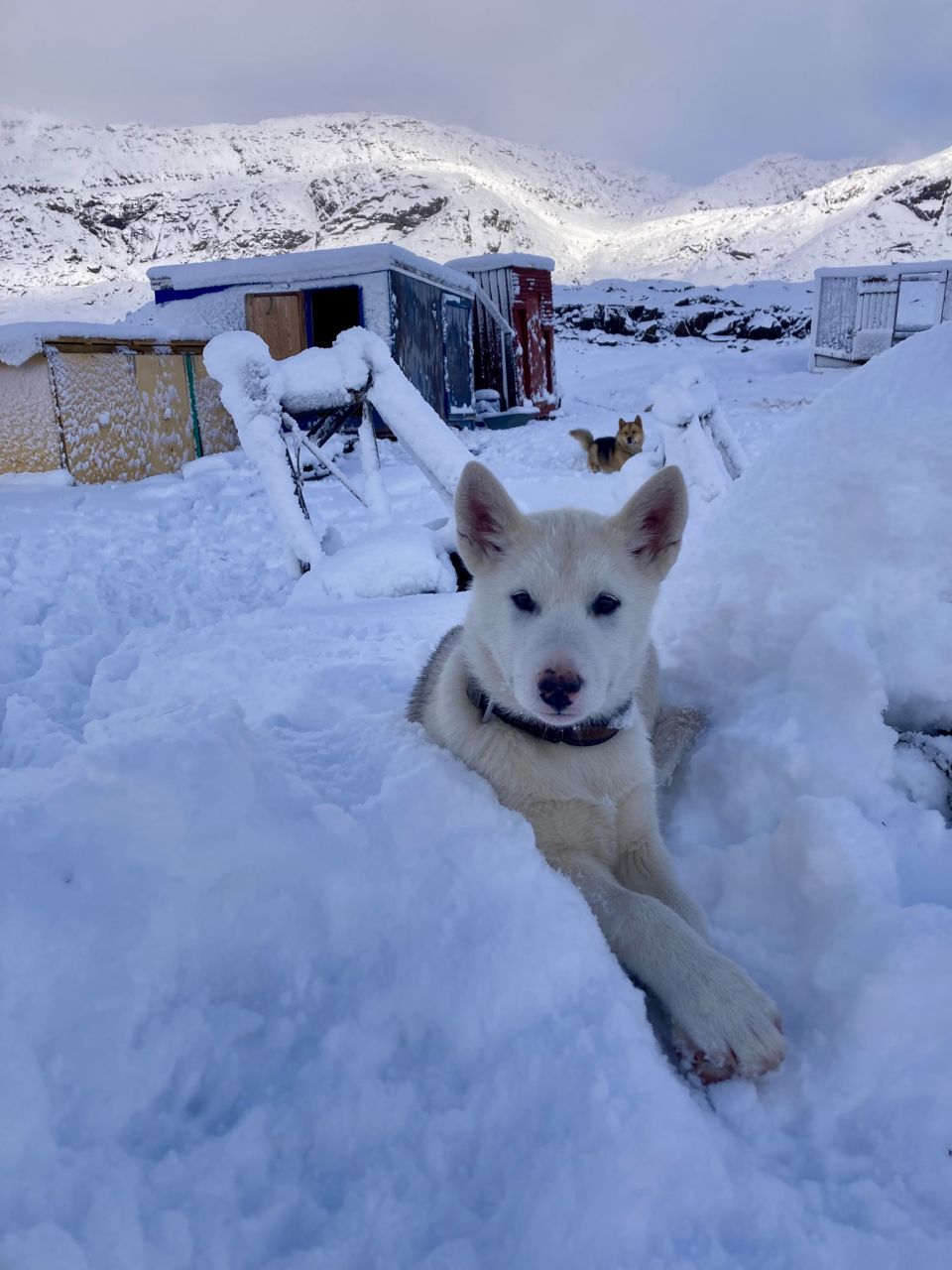 slædehundehvalp ligger i sneen