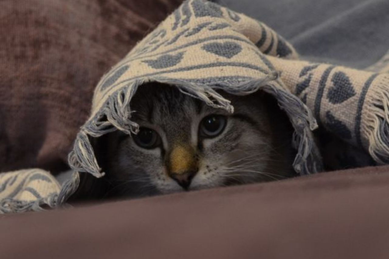 Kat gemmer sig under tæppe