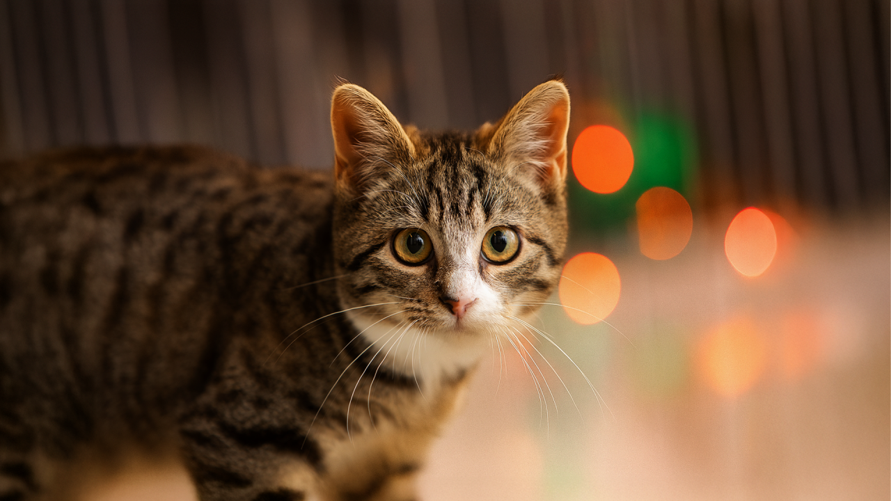 Kat med julelys i baggrunden