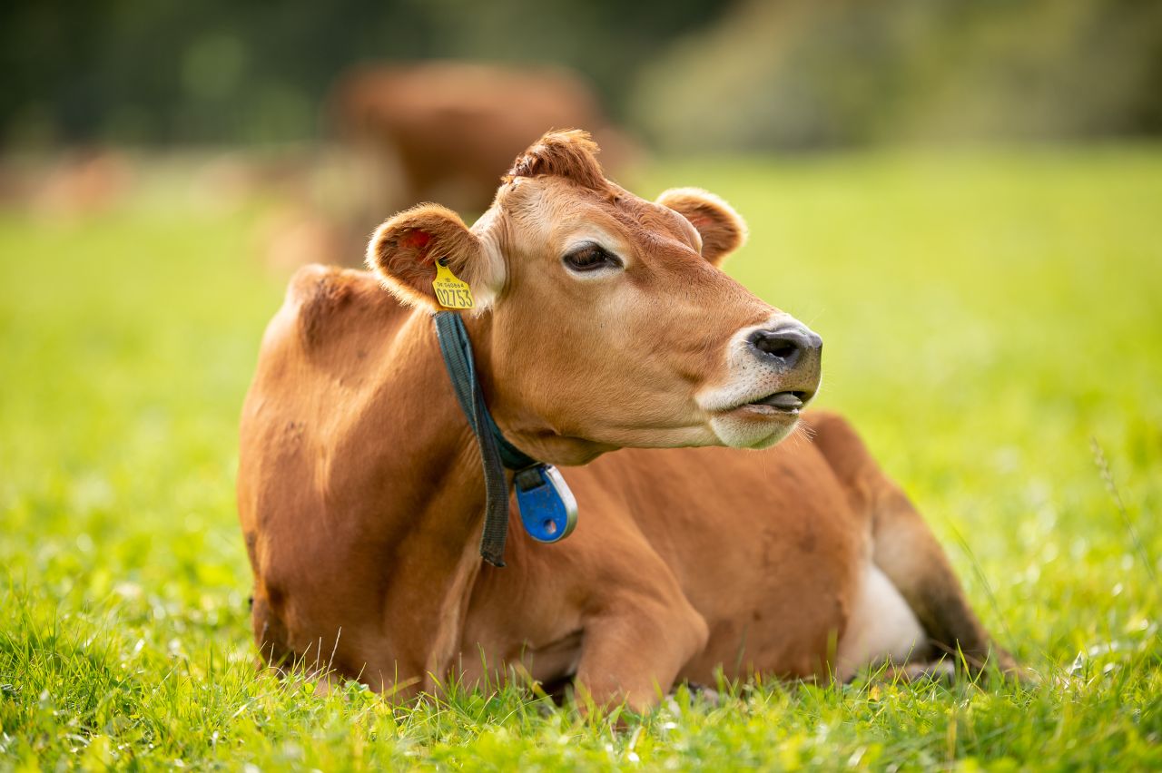 ko ligger på græs i solskin