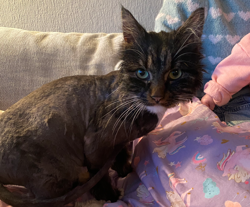 Den genfundne kat Queenie kigger i kamera. 