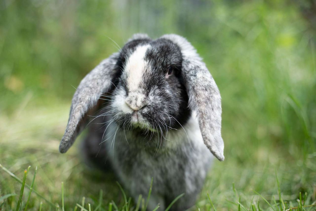 Kanin med hængeører.
