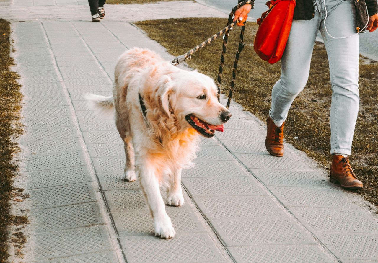 Lange ture på villavejene giver en hund i topform, men som mentalt er understimuleret. Foto: Andriyko Podilnyk / Unsplash