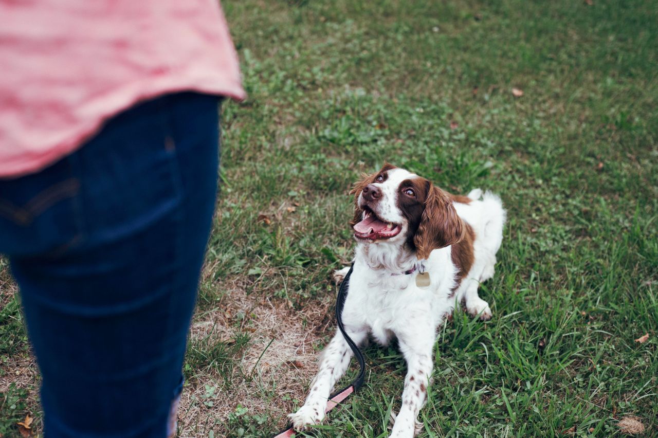 Små indlagte lege på lufteturen giver en mentalt stimuleret hund i bedre balance. Foto: Destiny Wiens / Unsplash