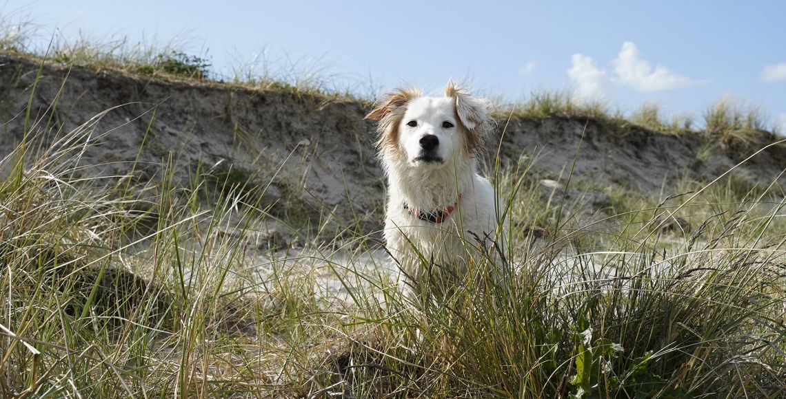 Hund står og kigger opmærksomt i klitter ved en strand