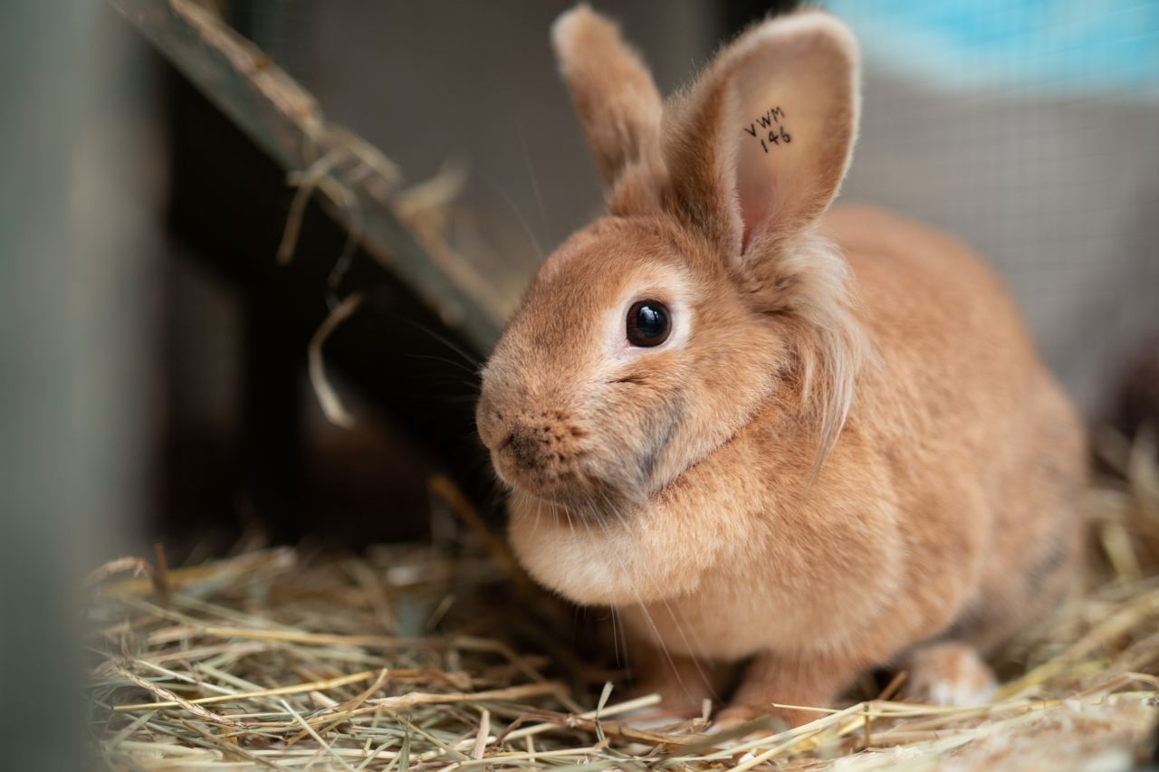 Kanin sidder i kaninhus med hø på gulvet