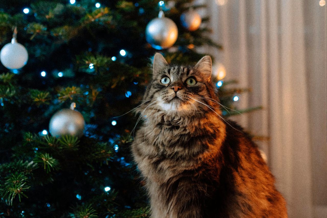 En kat har fået øje på en juglekugle